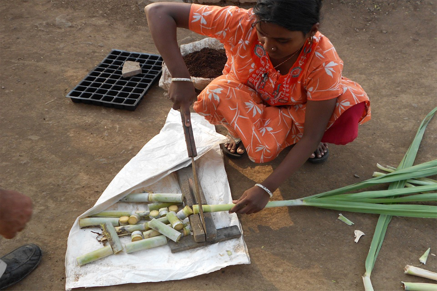 Eye-bud separation of sugarcane