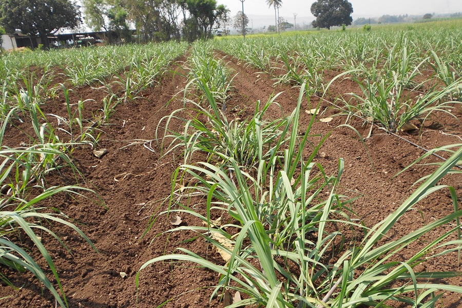 Rows showing how weeding is done